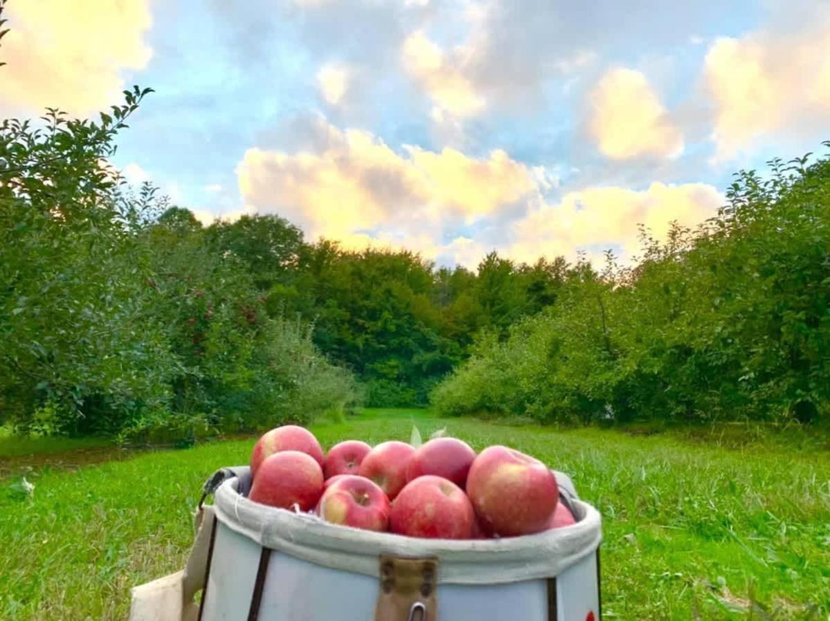 The Cortland Cottage At Brant'S Apple Orchard Ashtabula Eksteriør billede