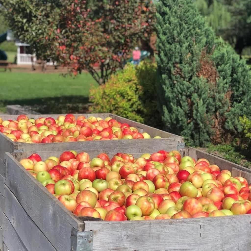 The Cortland Cottage At Brant'S Apple Orchard Ashtabula Eksteriør billede