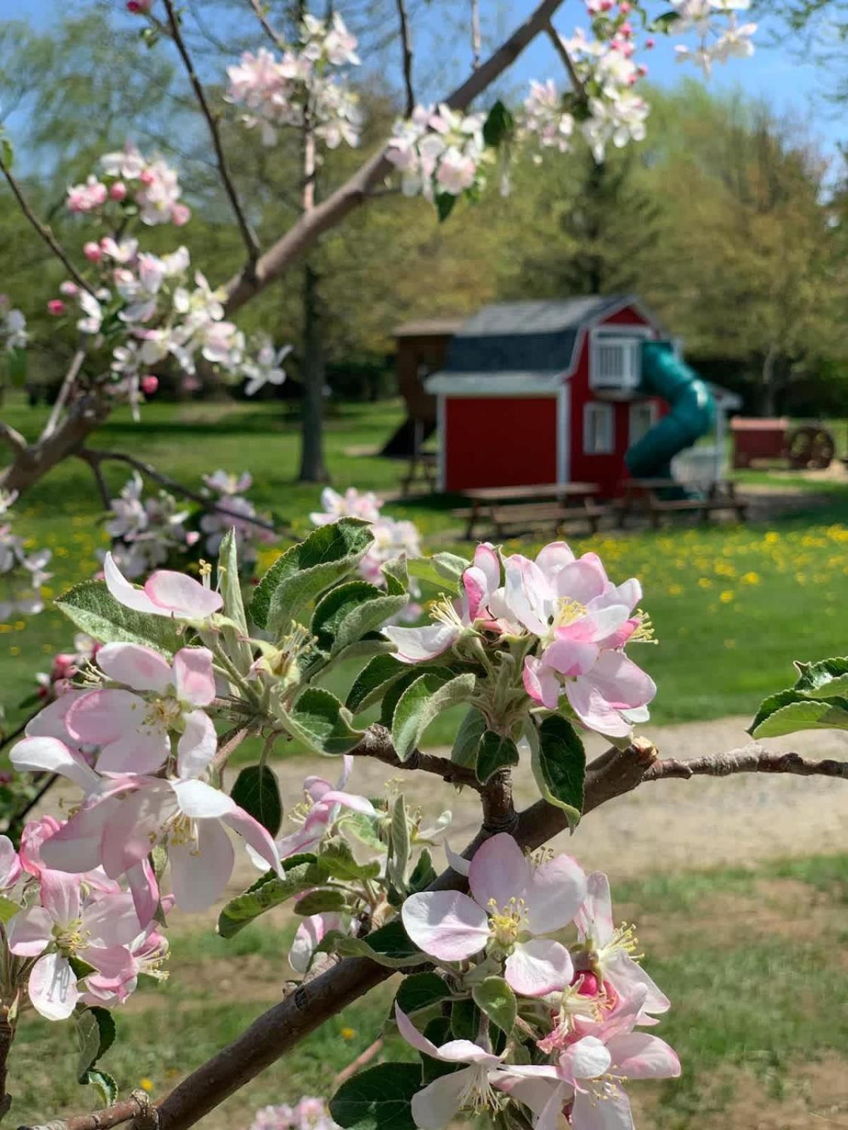 The Cortland Cottage At Brant'S Apple Orchard Ashtabula Eksteriør billede